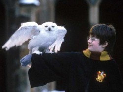 Harry a Hedvika